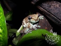 /album/fotogalerie-zoopark-na-hradecku-horni-pena/phrynohyas-resinifictrix-zoopark-jpg/